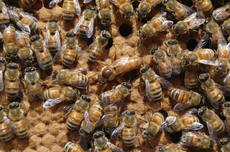 La gelée royale sert à nourrir la reine toute sa vie : photo d'une reine entourée de ses ouvrières.