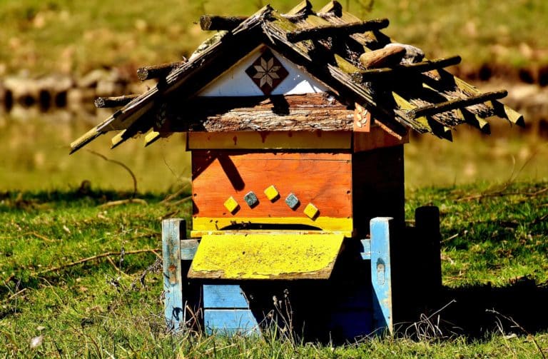 Ruche en bois : le bilan annuel de la colonie est impressionnant.