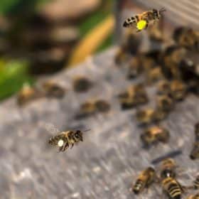 Gros plan sur abeilles rentrant à la ruche chargées de pollen.