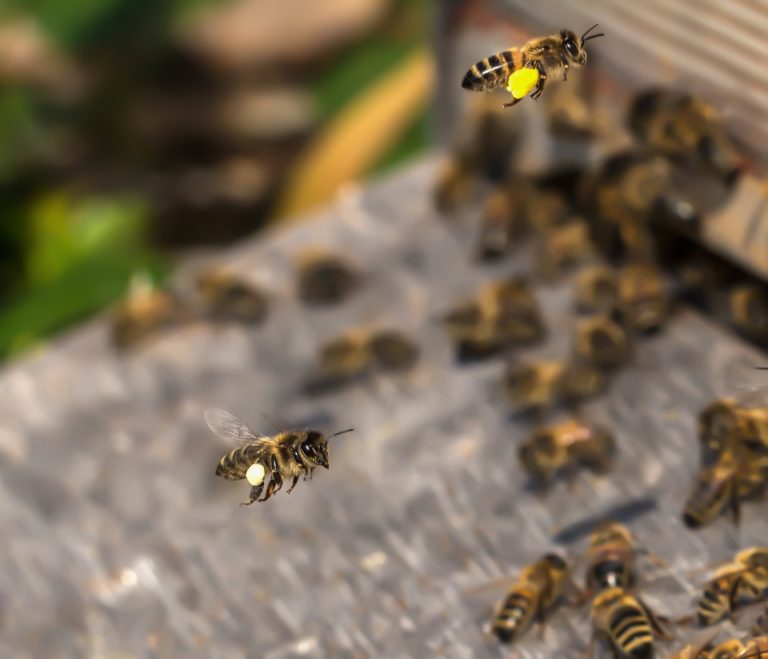Gros plan sur abeilles rentrant à la ruche chargées de pollen.