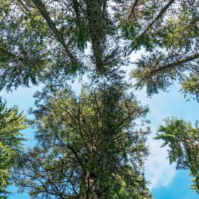 Le miel de sapin est rare et précieux : vue vers le ciel d'un sous-bois de forêt de sapins.
