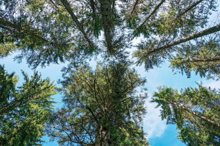 Le miel de sapin est rare et précieux : vue vers le ciel d'un sous-bois de forêt de sapins.