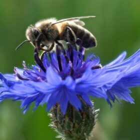 Abeille sur une fleur de bleuet (mellifère) à privilégier dans nos jardins et jardinières.
