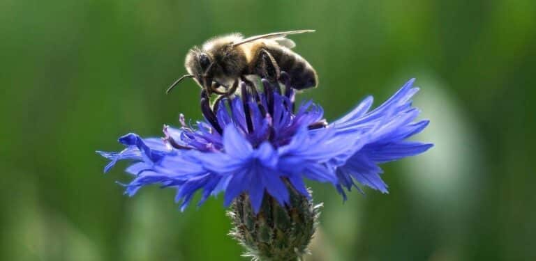 Abeille sur une fleur de bleuet (mellifère) à privilégier dans nos jardins et jardinières.