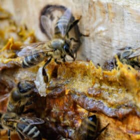 Gros plan sur le cadre d'une ruche : quelques abeilles et de la propolis.