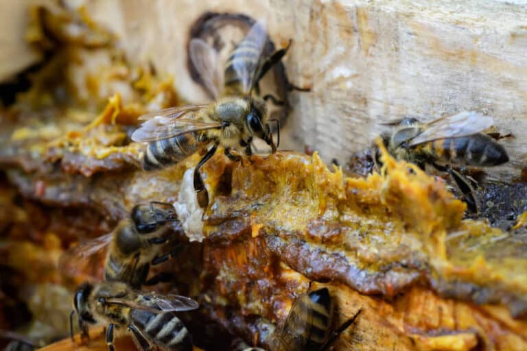 Gros plan sur le cadre d'une ruche : quelques abeilles et de la propolis.