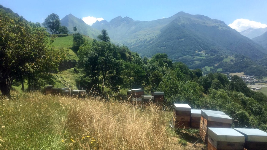 Miels de Montagne