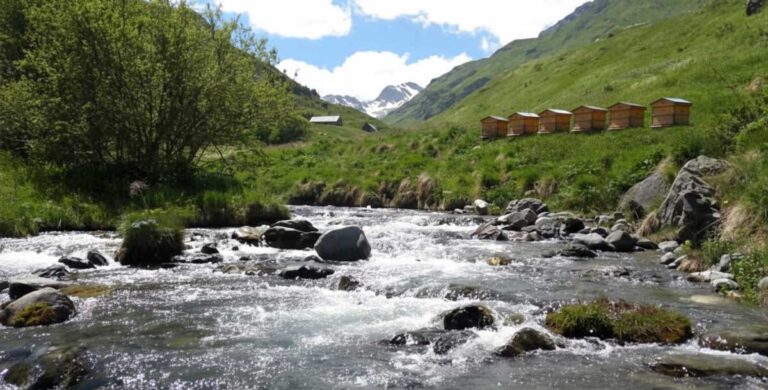 Ruches installées en montagne, près d'un torrent, dans un environnement préservé.